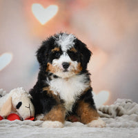 Mini Bernedoodle