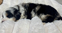 Mini Bernedoodle