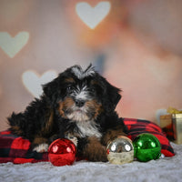 Mini Bernedoodle