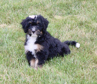Mini Bernedoodle