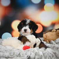 Mini Bernedoodle