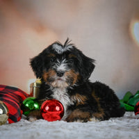 Mini Bernedoodle