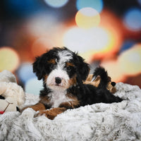 Mini Bernedoodle