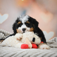 Mini Bernedoodle