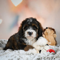 Mini Bernedoodle