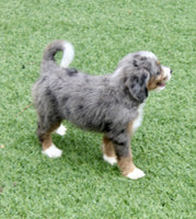 Mini Bernedoodle