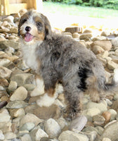 Mini Bernedoodle