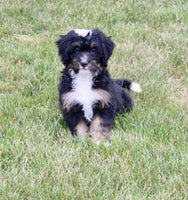 Mini Bernedoodle