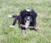 Mini Bernedoodle