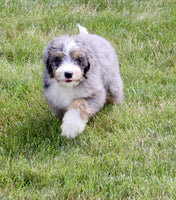 Mini Bernedoodle