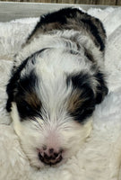 Mini Bernedoodle