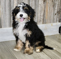 Mini Bernedoodle