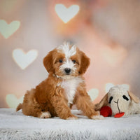 Mini Bernedoodle