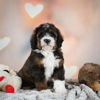 Mini Bernedoodle