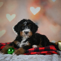 Mini Bernedoodle