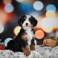 Mini Bernedoodle