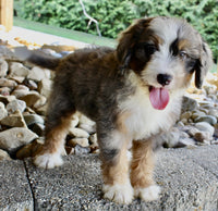 Mini Bernedoodle