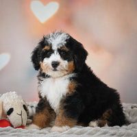 Mini Bernedoodle