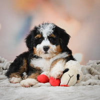 Mini Bernedoodle