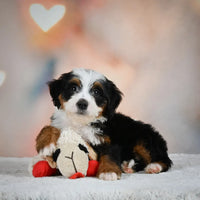 Mini Bernedoodle