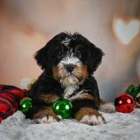 Mini Bernedoodle