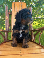 Mini Cockapoo