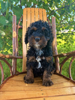 Mini Cockapoo