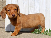Mini Dachshund
