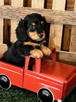 Mini Dachshund