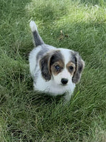 Mini Dachshund