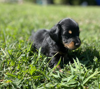 Mini Dachshund