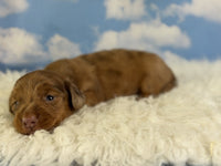 Mini Dachshund