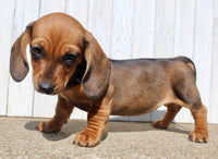 Mini Dachshund