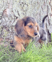 Mini Dachshund