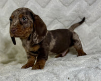 Mini Dachshund