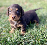 Mini Dachshund