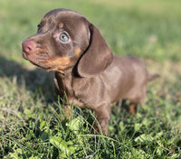 Mini Dachshund