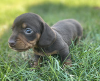 Mini Dachshund