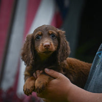 Mini Dachshund
