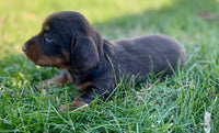 Mini Dachshund