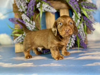 Mini Dachshund