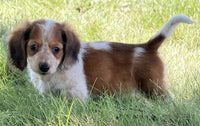 Mini Dachshund