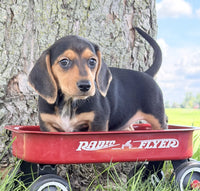 Mini Dachshund