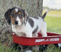 Mini Dachshund