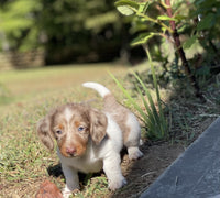 Mini Dachshund