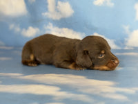 Mini Dachshund