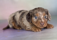 Mini Dachshund