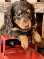 Mini Dachshund