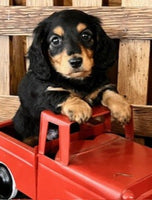 Mini Dachshund