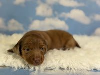 Mini Dachshund